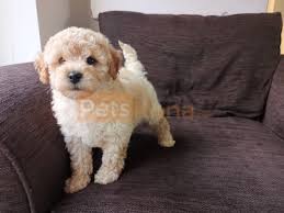 Adopt a rescue dog through petcurious. Toy Poodle Puppies For Adoption Petskona Com
