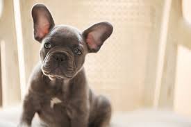 Blue And White French Bulldog Wallpaper French Bulldog French Bulldog Puppies Blue French Bulldog Puppies