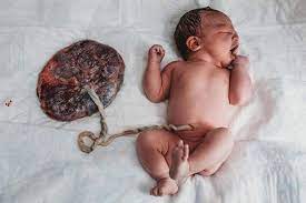 Dr. Danciug Adrian, Obstetrică - Ginecologie Brașov - Placenta, denumită și  “copacul vieții”, este un organ complex și vital pentru dezvoltarea și  creșterea armonioasă a embrionului și fătului, formarea sa începând încă