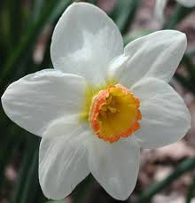Various myths represented python as being either male or female (a drakaina). Daffodil Margaret S Garden Blog