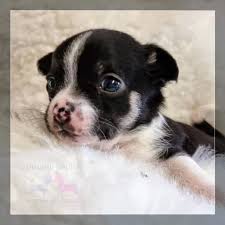 They are the smallest dog breed and the oldest north many long hair chihuahua dog breeders with puppies for sale also offer a health guarantee. Chihuahua World Uk Home Of The Uk S Best Chihuahua Puppies For Sale