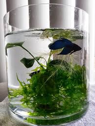 Betta Need 2 5 Gallons A Place To Hide Temperatures Of 72 80 Degrees Fahrenheit And A Filter This Doesn T P Betta Fish Bowl Beta Fish Tank Betta Fish Tank