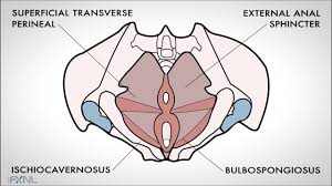Pelvic Floor Muscle Function And Strength Physiopedia