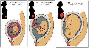 Pregnancy By Trimester Sexinfo Online