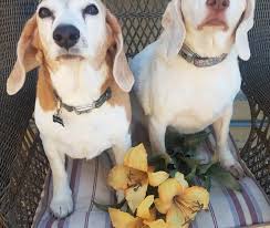 Proudly serving the pets of tucson, az and beyond. Beagles Hounds Rescues Oh My The Tucson Dog