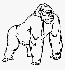 Maybe you would like to learn more about one of these? Gorilla Drawing Png Download Coloring Pages Of Gorilla Transparent Png Kindpng