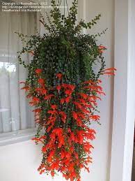 I Really Covet A Columnea I Like Julia And Microphylla The Best I Think Goldfish Plant Plants Climber Plants