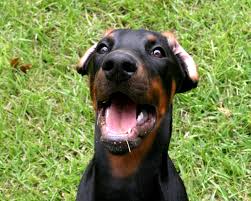 harvey my 11 month old doberman pinscher with his long ears flipped backwards doberman pinscher puppy doberman pinscher doberman puppies for sale
