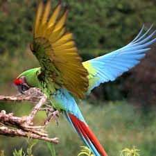 A bird that is choking will show difficulty swallowing, it may be gasping for breath, or it may be opening the beak with an exaggerated motion and attempting to regurgitate or gag. Military Macaw Full Profile History And Care