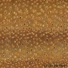 Image result for Centrolobium