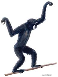 Image result for Hylebates