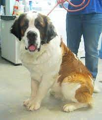 Adopt Buddy On Petfinder In 2020 St Bernard Dogs Bernard Dog Humane Society