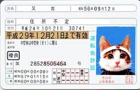 初のゴールド免許 なめ猫 なめ猫 猫 ねこ