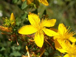 Image result for Hypericum scioanum