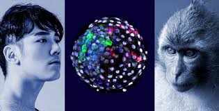 Wie ärzte den hirntod diagnostizieren, ist genau geregelt. Chimaren Embryo Aus Affe Und Mensch Forscher Erzeugen Embryonale Mischwesen Mit Affen Und Menschenzellen Scinexx De