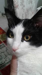 ismi mirmir benim kedim kedi