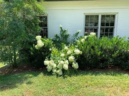 I left them dry on the bushes and then cut all the blooms to make a dried hydrangea wreath. Limelight Hydrangeas Falling Down