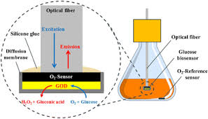 Continuous cell line when a finite cell line undergoes transformation and acquires the ability to divide indefinitely. Optical Biosensor Optimized For Continuous In Line Glucose Monitoring In Animal Cell Culture Springerlink