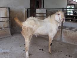 Sojat Male – Goatwala.com