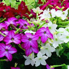 Image result for Nicolasia coronata