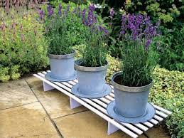 The Best Plants For Container Gardening Patio Container Gardening Container Gardening Container Garden Design