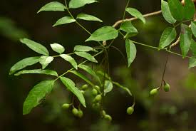 Image result for Commiphora zanzibarica