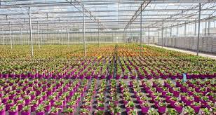 Check spelling or type a new query. Buying British Flowers All You Need To Know Countryside Online