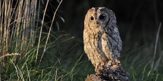 a tawny owl.