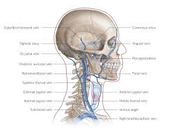 Neck, in land vertebrates, the portion of the body joining the head to the shoulders and chest. Overview Of The Head And Neck Region Amboss