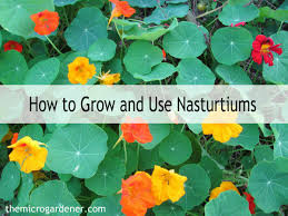 You'll find growing nasturtium from seed is easy as you simply direct sow in your vegetable garden or hillside and relish these vibrant blossoms. How To Grow Use Nasturtiums The Micro Gardener