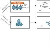 One-pot rapid synthesis of high aspect ratio silver ...