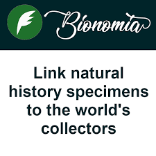 Image result for Psorospermum mechowii