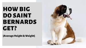 Learn how to potty train a puppy in 6 days for free. How Big Do Saint Bernards Get Average Height Weight
