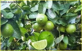 الليمون البلدي زراعة ومعلومات citrus aurantiifolia حمضيات النبات معلومان عامه معلوماتية key lime lime grapes
