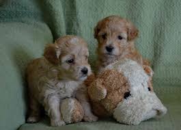 The cavapoo is an adaptable dog that adjusts to various lifestyles. Havapoo Puppies For Sale Horncastle Lincolnshire Pets4homes
