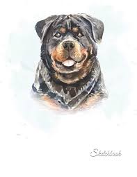 Draw easy cartoon dog for kids: Sketchbook Rottweiler Dog Blank Sketchbook For Kids White Paper For Drawing Doodling Or Sketching 8 5 X 11 100 Page Book Verve 9781095706817 Amazon Com Books