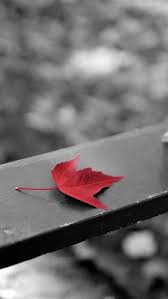 Check spelling or type a new query. Wallpaper Swing Red Maple Leaf Black White Style 1920x1200 Hd Picture Image