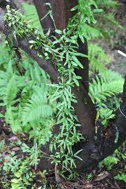 Image result for Microsorum pappei