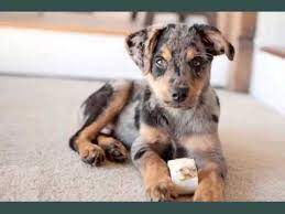 German shepherd crossed with a mongrel. Australian Shepherd Mix Puppies Set Of Dogs Dog Breed Picture Ideas Youtube
