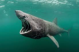 Magnificent Basking Sharks: Gentle Giants of the Ocean