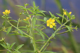 Image result for Ludwigia leptocarpa