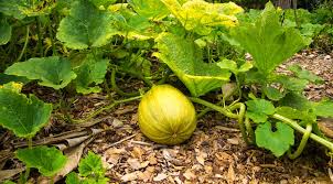 Such plants should be immediately watered to save these from permanent wilting. Yellow Squash Leaves Oh My Top Reasons Why