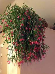 Christmas Cactus 35 Years Old Christmas Cactus Christmas Plants Cactus Flower