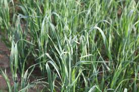 Image result for Avena byzantina