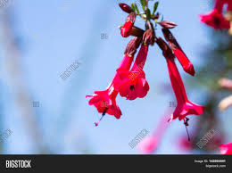 The national symbols of peru are established by law and part of the political constitution of peru (article 49). National Flower Peru Image Photo Free Trial Bigstock