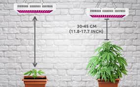 They will continue to grow until the days get shorter and shorter. Are You Using Cannabis Led Lights Wrong Here Are Top Mistakes You Should Avoid Herbies