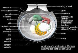 Bivalve Molluscs