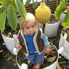 Fruit trees require 28 days to mature, after which they produce one fruit per day when in season. Daleys Fruit Tree Nursery On Instagram This Is The Rollinia Fruit Tree That We Are Growing At Daleys Fruit Tree Nursery Seed Selected From Extremely Sweet A