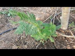 Image result for Chamaecrista nigricans