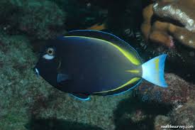 Image result for Thesium nigricans